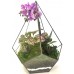 Флорариум с орхидей